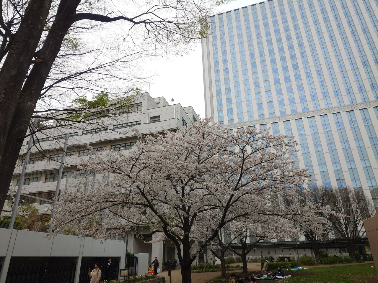 満開の桜（ただし曇天…）（2024年4月6日、東京都千代田区・和泉公園にて撮影）