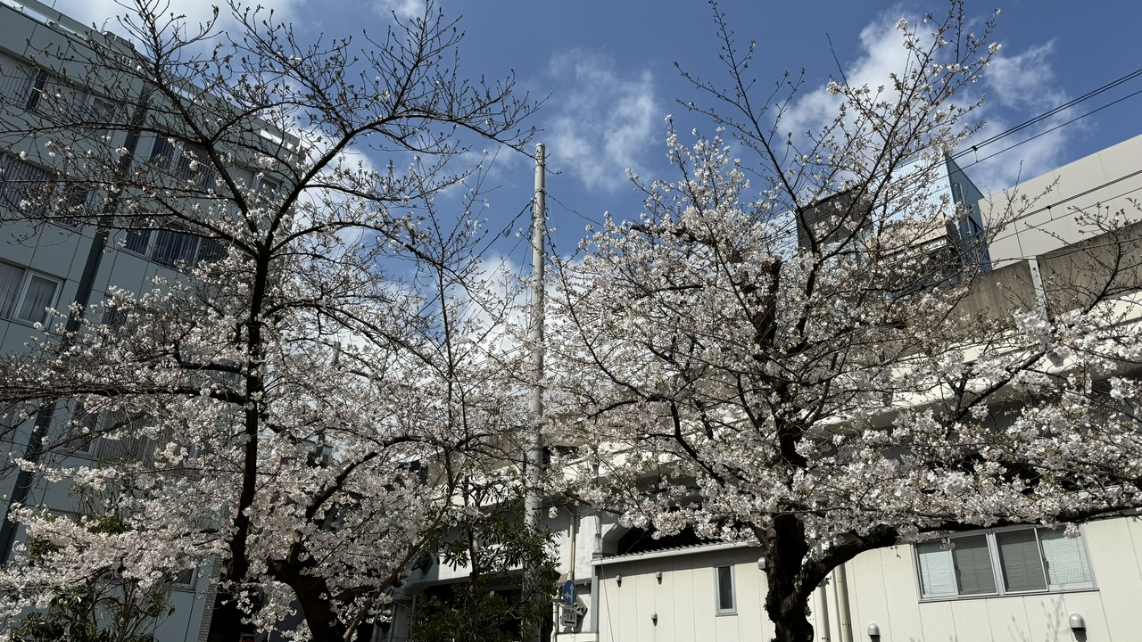 桜の開花（2025年3月28日・千代田区・佐久間公園にて）